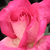 Roz - Trandafir teahibrid - Rose Gaujard